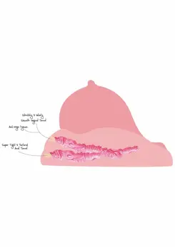 BANGERS by HIDDEN DESIRE Model 836021 Anatomical Torso Realistic Skin