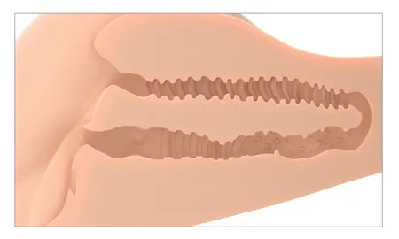 PDX Plus 360° Banger Light Anatomical Torso, Fanta Flesh, 4.9 kg
