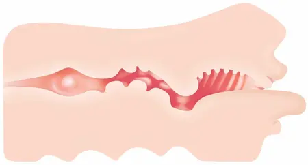 Evolved Real Mouth Intimate Simulator with Anatomical Texture 15 cm
