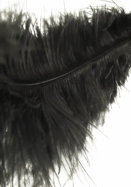 HIDDEN DESIRE Double Feather Tickler Black - Dual-Ended Feather Wand