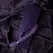VIVE Sora VIVE054 Up-Down Motion Rings Intimate Machine, Purple