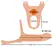 You2Toys Silicone Extension Strap-On 5cm Medium, Adjustable Harness