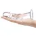 Glas Curved Glass Model with Vein Details 18cm - Transparent, Anatomical Shape
