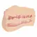 Evolved Dani Daniels Dual-Entry Anatomical Intimate Machine Silicone