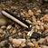 Evolved Real Simple Mini Bullet Vibrator Black Chrome USB Rechargeable