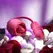 Evolved Wild Rose Intimate Tongue System Red, Dual Motor, USB Rechargeable