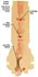 Kiiroo Feel Leigh Raven Mouth Intimate Machine, Superskin, 22cm, Black